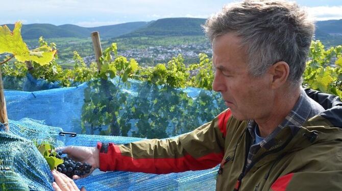 Bernd Mair freut sich über Qualität und Quantität der Trauben auf den jungen Rebstöcken am Georgenberg.