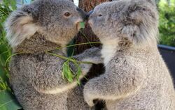 Seit 2001 stehen Koalas auf der offiziellen australischen Liste regionaler Schädlinge. Foto: Taronga Conservation Society Aus