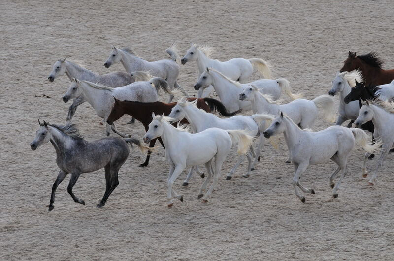 Hengstparade Marbach September 2015