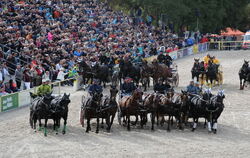 Hengstparade Marbach September 2015
