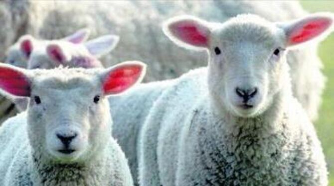 Schafherden sind besonders von der Blauzungenkrankheit betroffen. Die Infektionsprophylaxe ist schwierig. Kaum ein Schäfer hat d
