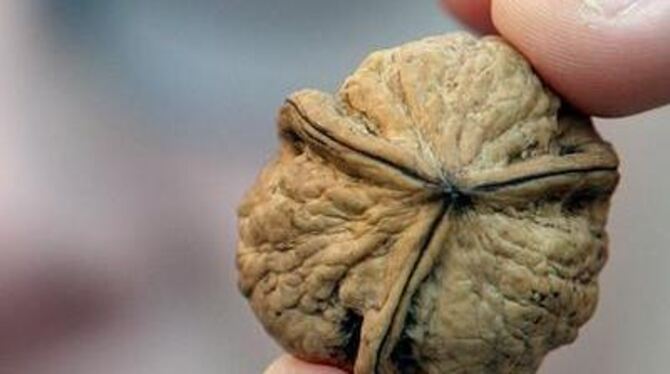 Nicht die Früchte, wohl aber die Blätter des Walnussbaums stehen im Ruf, Stechmücken zu vertreiben. GEA-ARCHIV-FOTO