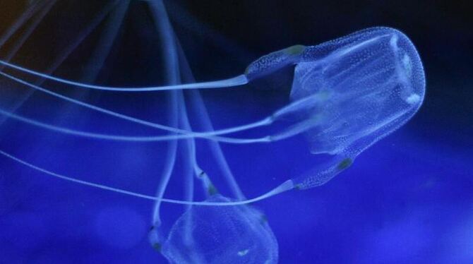 Eine 20-jährige Touristin aus Göttingen ist in Thailand nach Kontakt mit einer giftigen Würfelqualle ums Leben gekommen. Foto