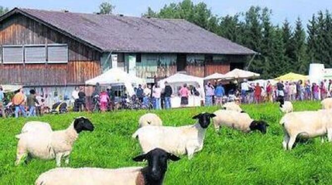 Die Dorper Schafe geben reichlich Wolle her: Wer's naturbelassen und urtümlich mag, spinnt selbst. 
FOTO: SCHÄLE-SCHMITT