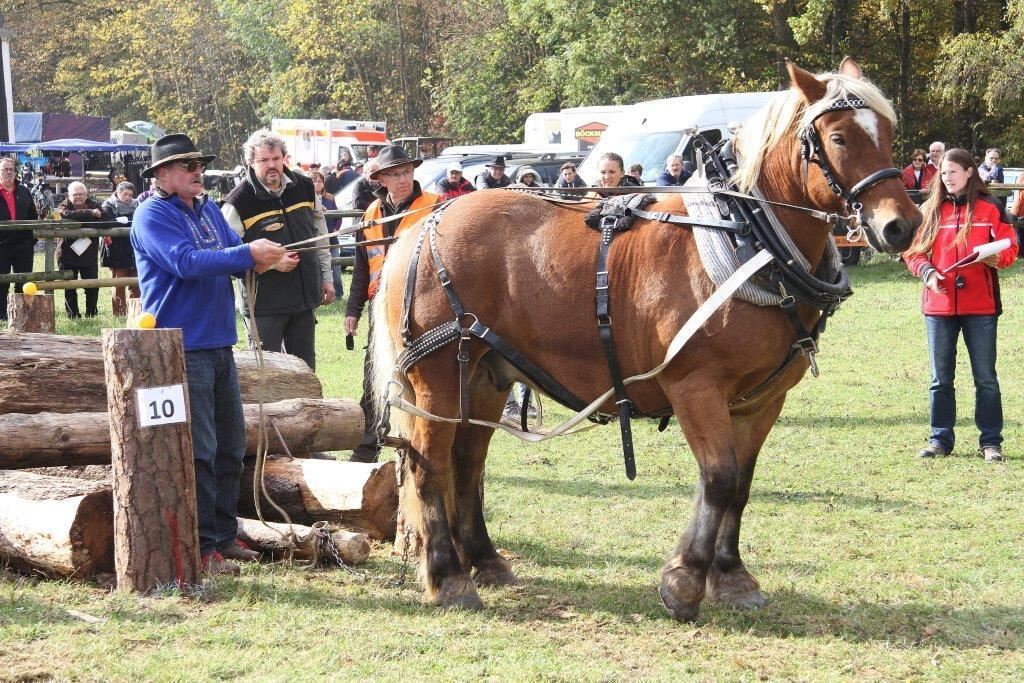 Fuhrmannstag Pliezhausen 2015