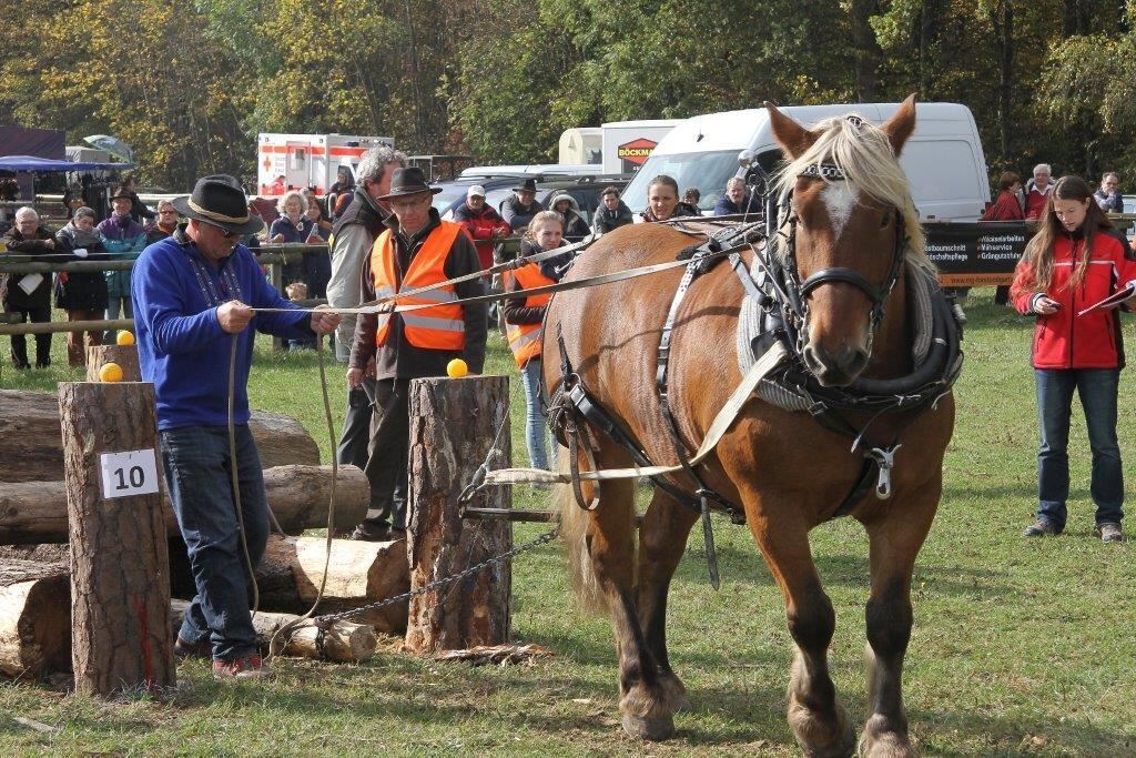 Fuhrmannstag Pliezhausen 2015