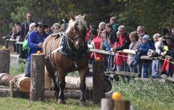 Wenn das Pferd so will wie der Mensch, kann auch ein schwerer Parkour bewältigt werden.  FOTO: KOZJEK