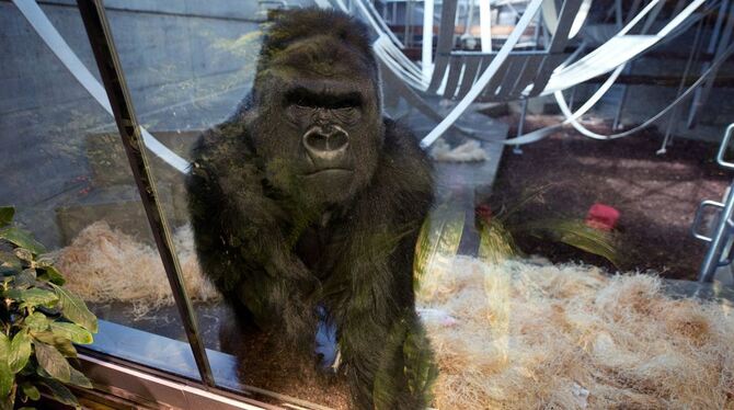 Ein Gorilla schaut am 14.05.2013 in Stuttgart im neuen Affenhaus des Zoologisch-Botanischen Gartens Wilhelma aus seinem Gehege.
