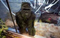 Ein Gorilla schaut am 14.05.2013 in Stuttgart im neuen Affenhaus des Zoologisch-Botanischen Gartens Wilhelma aus seinem Gehege. 