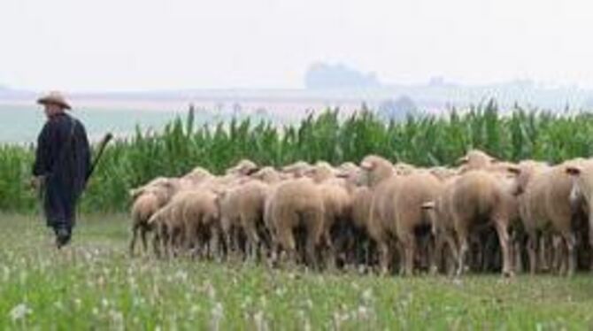 Toskana? Die ist weit weg. Im Herzen der Schwäbischen Alb - hier beim Sportgelände in Wittlingen - trug der Landesschafzuchtverb