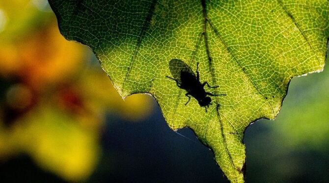 ARCHIVFOTO: DPA/STRATENSCHULTE