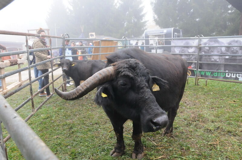 »Schön und Gut« 2015