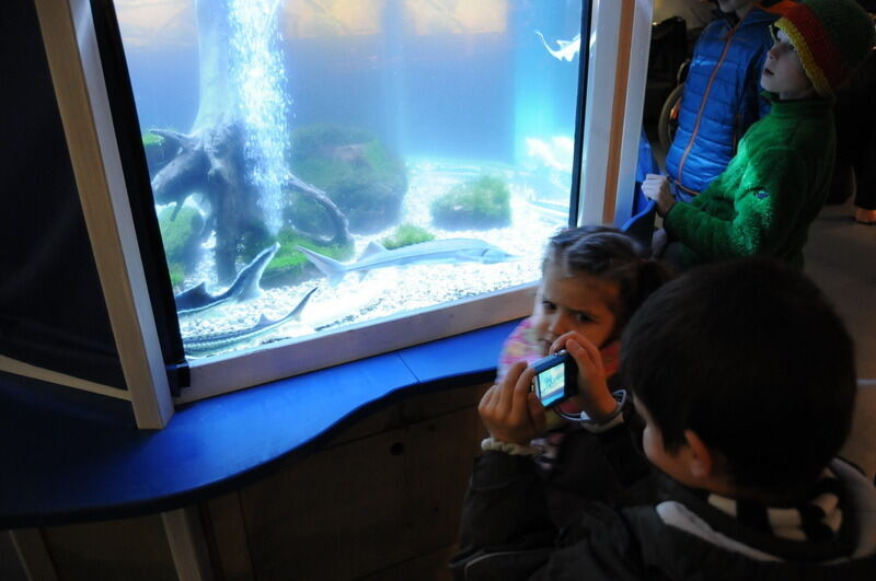 Aquarien- und Terrarienausstellung Mössingen 2015