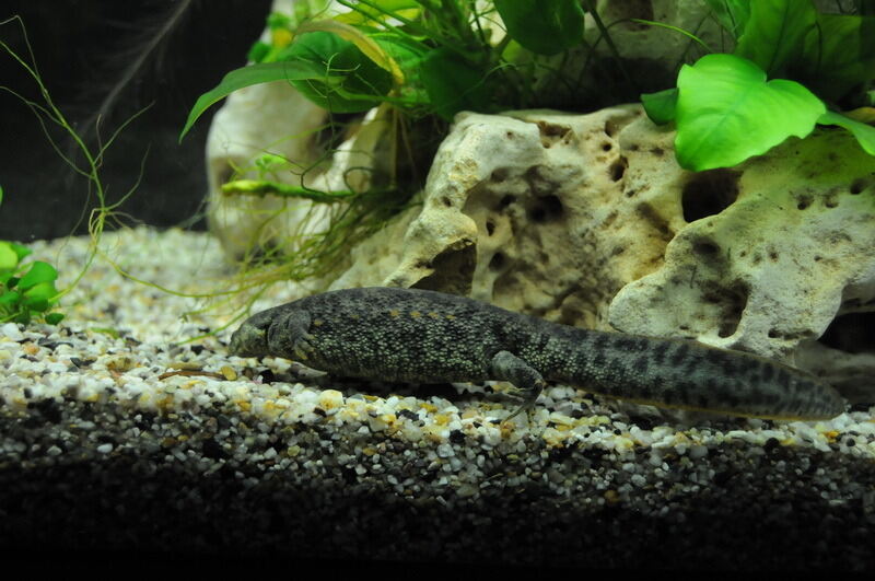 Aquarien- und Terrarienausstellung Mössingen 2015