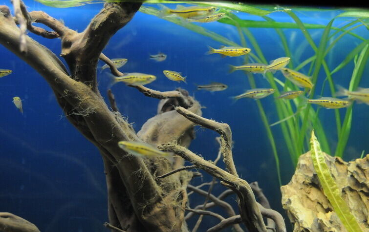 Aquarien- und Terrarienausstellung Mössingen 2015