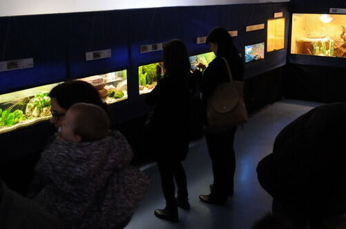 Aquarien- und Terrarienausstellung Mössingen 2015