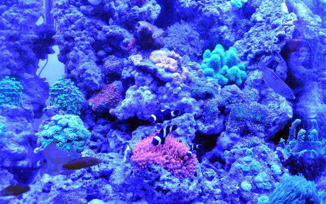 Aquarien- und Terrarienausstellung Mössingen 2015