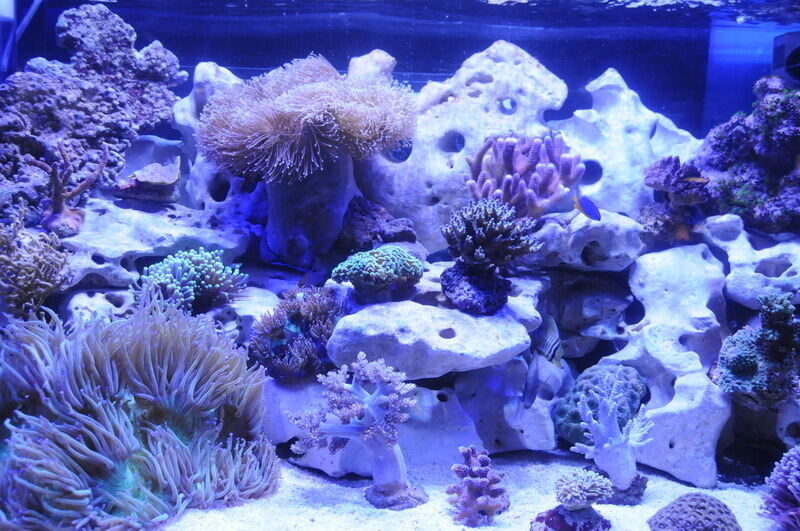 Aquarien- und Terrarienausstellung Mössingen 2015