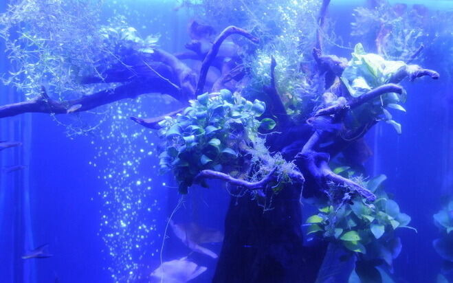 Aquarien- und Terrarienausstellung Mössingen 2015