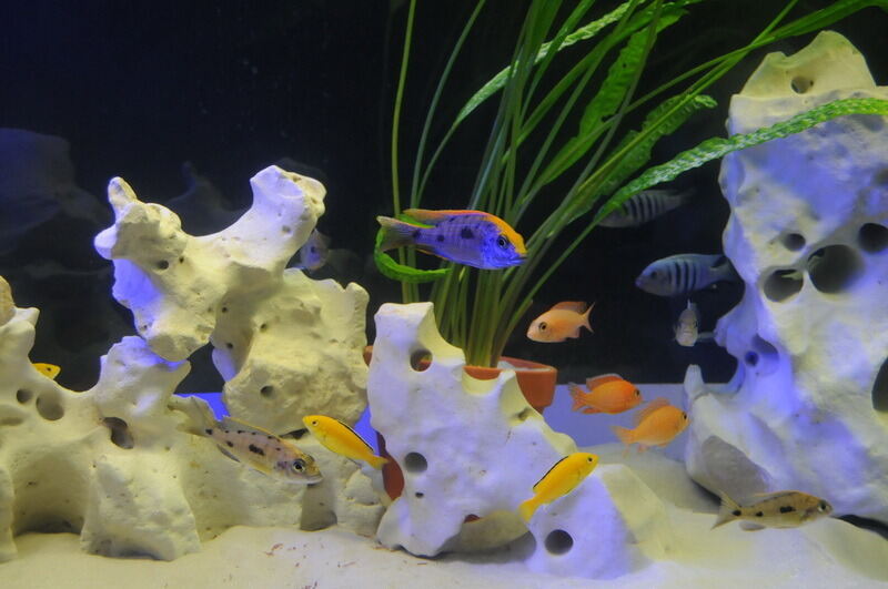 Aquarien- und Terrarienausstellung Mössingen 2015