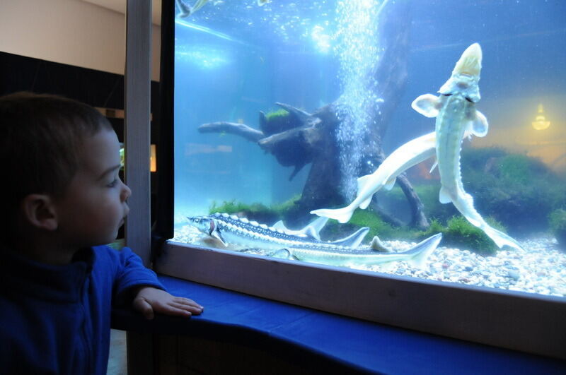 Aquarien- und Terrarienausstellung Mössingen 2015