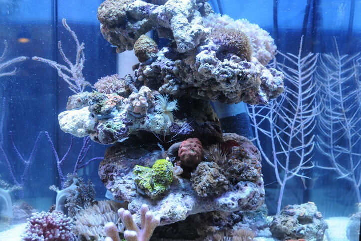 Aquarien- und Terrarienausstellung Mössingen 2015