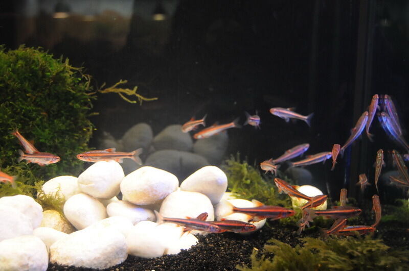 Aquarien- und Terrarienausstellung Mössingen 2015