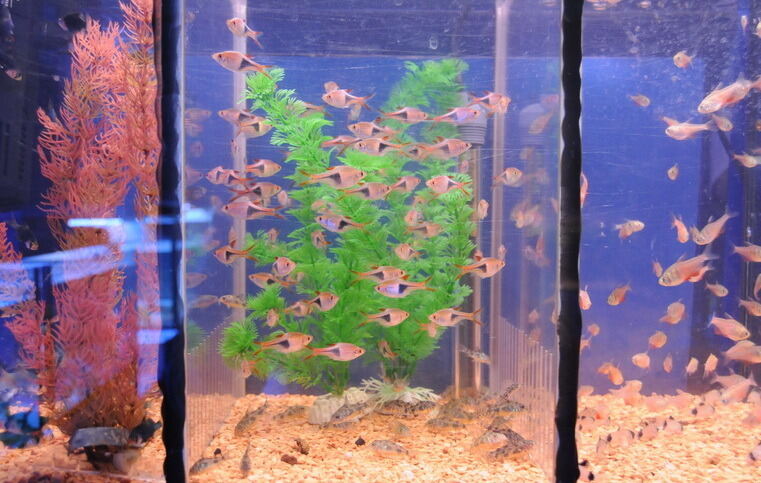 Aquarien- und Terrarienausstellung Mössingen 2015