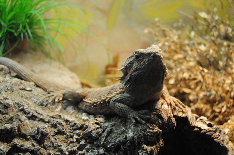 Aquarien- und Terrarienausstellung Mössingen 2015