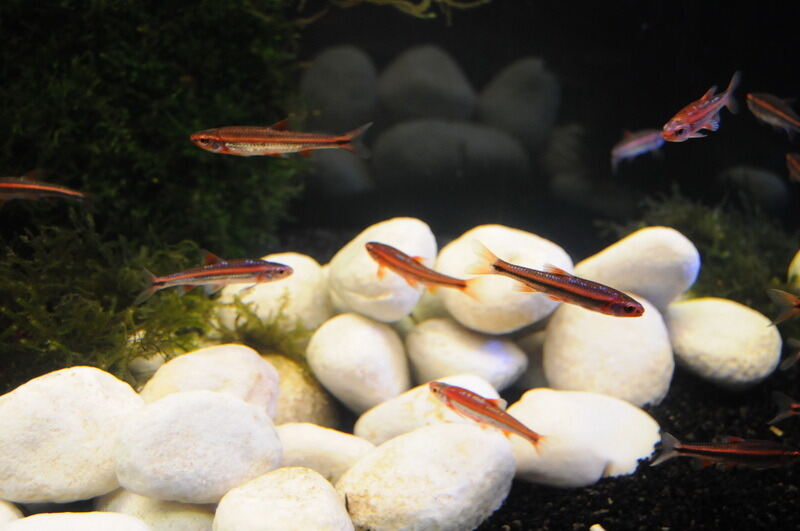 Aquarien- und Terrarienausstellung Mössingen 2015