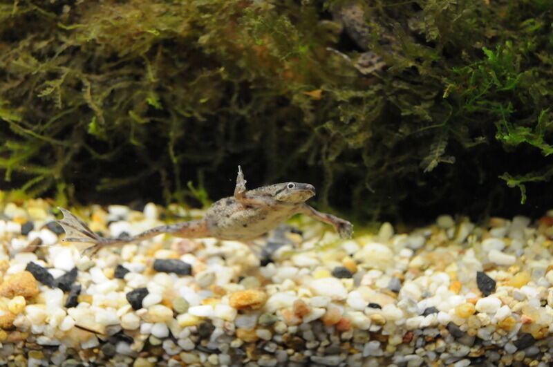 Aquarien- und Terrarienausstellung Mössingen 2015