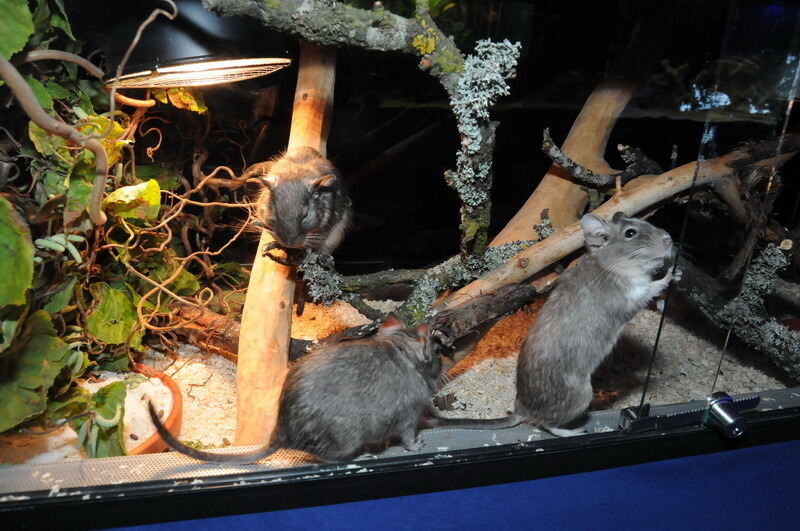 Aquarien- und Terrarienausstellung Mössingen 2015