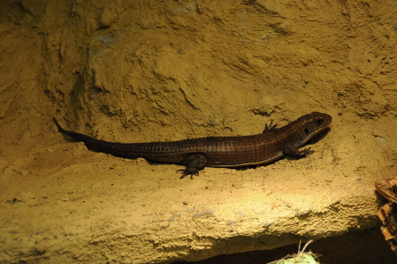 Aquarien- und Terrarienausstellung Mössingen 2015