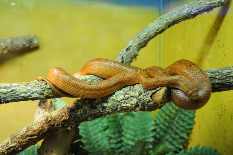 Aquarien- und Terrarienausstellung Mössingen 2015