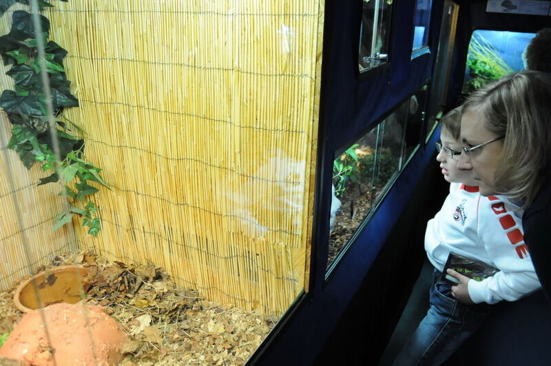 Aquarien- und Terrarienausstellung Mössingen 2015