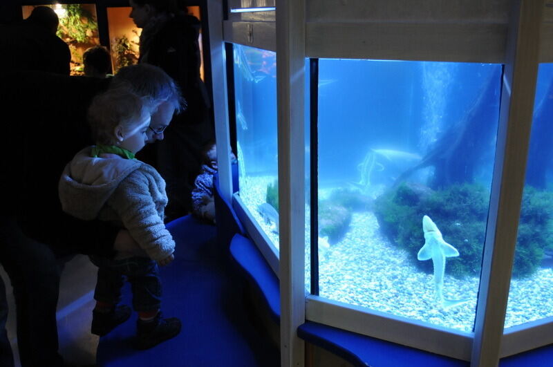 Aquarien- und Terrarienausstellung Mössingen 2015