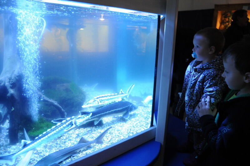 Aquarien- und Terrarienausstellung Mössingen 2015