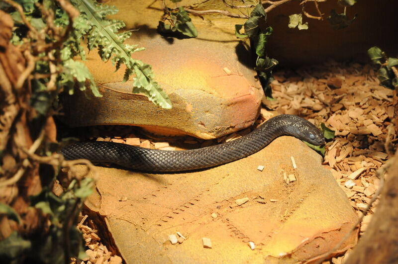 Aquarien- und Terrarienausstellung Mössingen 2015