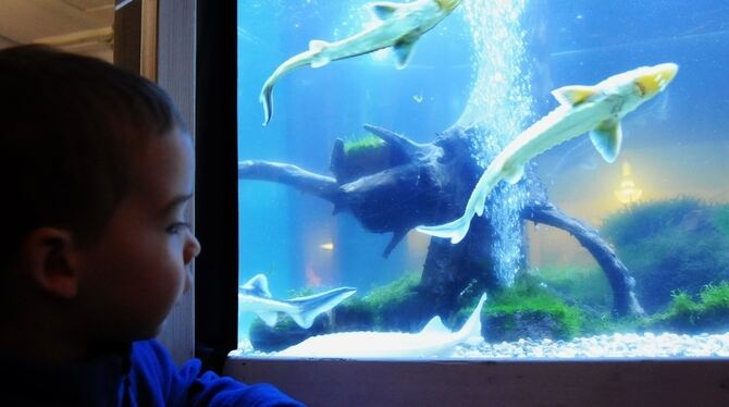Kinderaugen tauchen vor Aquarien in die Unterwasserwelt ein.  GEA-FOTO: MEY