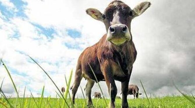 Kühe produzieren das klimaschädliche Methan. Das verbindet sie mit den Schlammvulkanen der Südsee und den auftauenden Permafrost