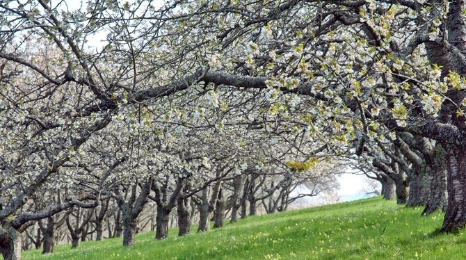 Die Kirschen im Mössinger Garten: Hier blühen absolute Raritäten. GEA-FOTO: JÜRGEN MEYER