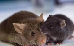 Mäuse machten etwa 63 Prozent der eingesetzten Tiere aus. Foto: Jens Büttner/Archiv