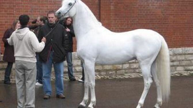 Ein Sieger stellt sich in Positur. Insh Allah ist Medienrummel und große Auftritte vor Publikum gewohnt.  GEA-FOTO: GEIGER