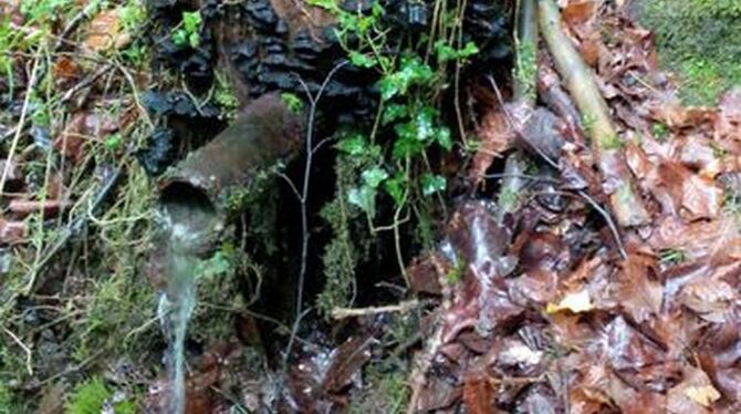 Gar nicht so leicht war der Brunnen zu finden, um den sich Geschichten ranken und jetzt Waldgewächse. FOTO: PRIVAT