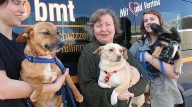 Es muss nicht immer ein Welpe sein. Petra Zipp (Mitte) und ihre Mitarbeiterinnen haben drei ausgewachsene rumänische &raquo;Char