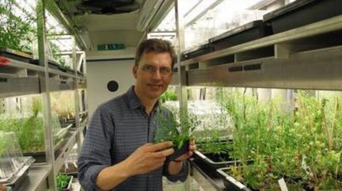 Mit der Ackerschmalwand fing alles an: Detlef Weigel mit dem Unkraut im Kühlraum des Max-Planck-Instituts für Entwicklungsbiolog