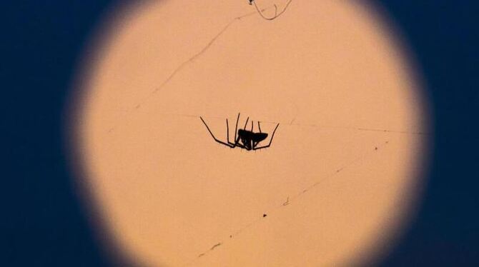 Eine Spinne. Eine Spinne.