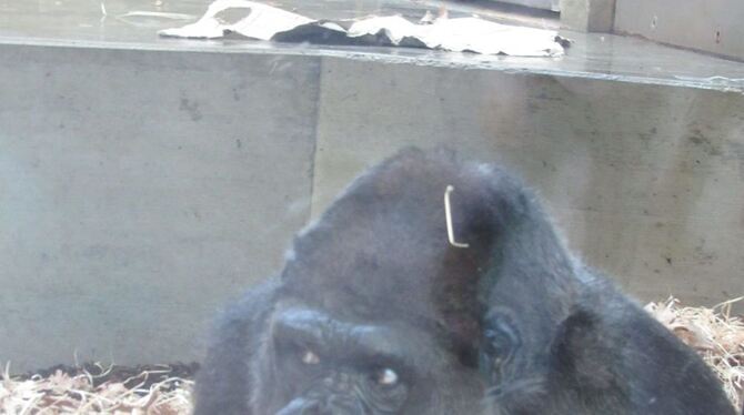 Mit alten Handys sammelt die Wilhelma Geld für Gorillas. Im Bild eine Gorilladame im Stuttgarter Zoo. FOTO: ZMS