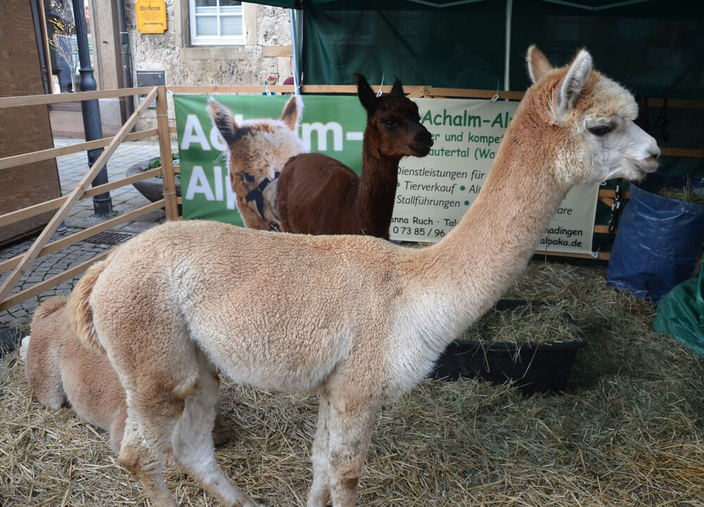 Weihnachtsmarkt Bad Urach