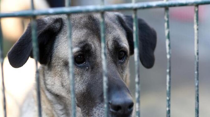 Ein Hund im Zwinger eines Tierheims. Als »Spontangeschenk« sind Tiere völlig ungeeignet. Foto: Henning Kaiser